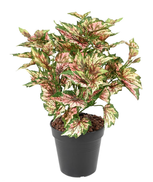 Konstgjord Växt Begonia Rex 37 Cm Brokig