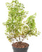 Konstgjord Växt Buxus Stake 50Cm Mörkgrön