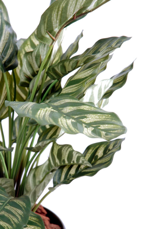 Konstgjord Växt Calathea Makoyana H.56Cm