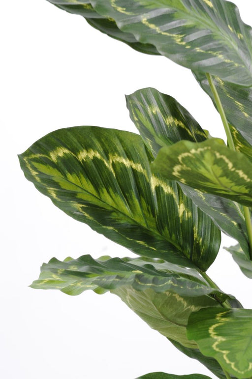 Konstgjord Växt Calathea Roseopicta 70Cm Grön