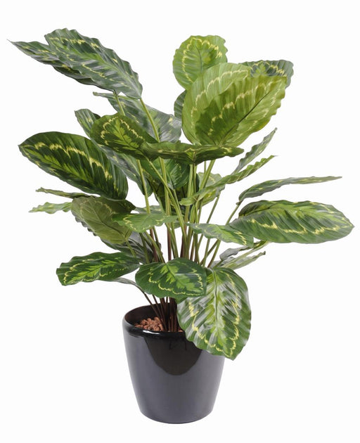 Konstgjord Växt Calathea Roseopicta 70Cm Grön