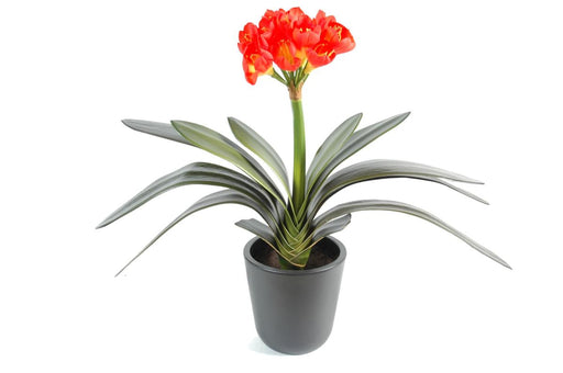 Konstgjord Clivia Växt 16 Orangegula Blommor H.45Cm