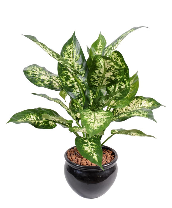 Konstgjord Dieffenbachia-Växt 51 Cm I Kruka