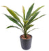 Konstgjord Växt Dracaena Cordyline 60 Cm Grön Gul