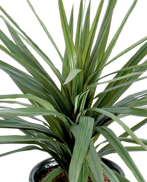 Konstgjord Växt Dracaena Marginata 45 Cm Dekoration