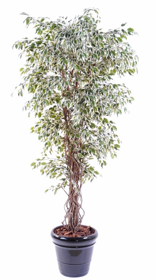 Konstgjord Växt Ficus Lianas 150 Cm Gräddgrön