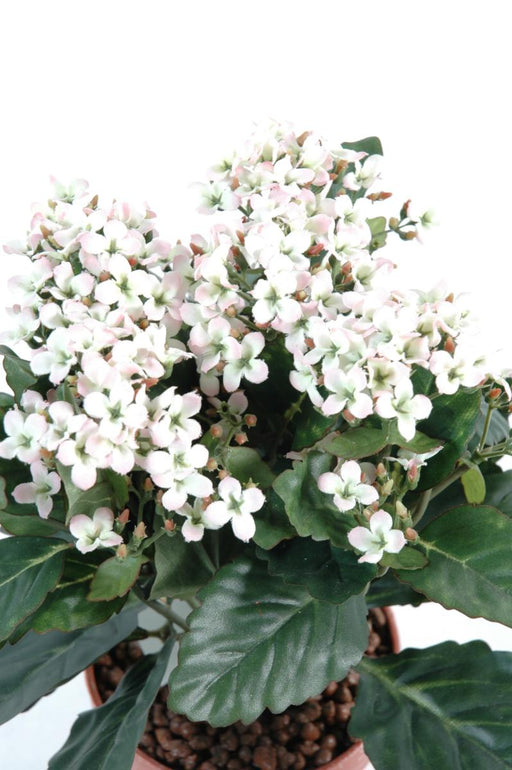 Konstgjord Växt Kalanchoe 25Cm Vit På Stake