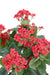 Konstgjord Växt Kalanchoe Röd 25Cm