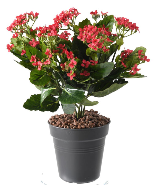 Konstgjord Växt Kalanchoe Röd 25Cm