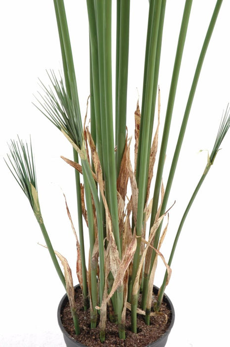 Konstgjord Växt Papyrus Cyperus Inomhus 155Cm