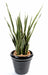 Konstgjord Växt Sansevieria 30 Blad 110Cm