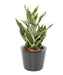 Konstgjord Växt Sansevieria 66Cm Inredning