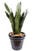 Konstgjord Växt Sansevieria 93 Cm Inredning