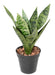 Konstgjord Sansevieria Växt Inomhus 35Cm Ljusgrön