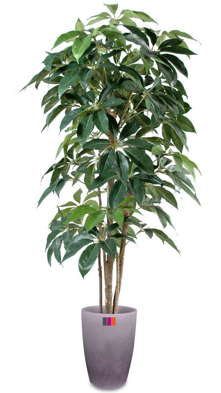 Konstgjord Växt Schefflera Amata 210 Cm Inomhus