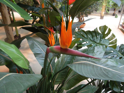 Konstgjord Växt Strelitzia 3 Blommor 150Cm