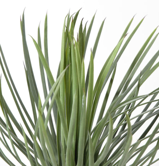 Konstgjord Växt Yucca Rostrata 40Cm För Dekoration