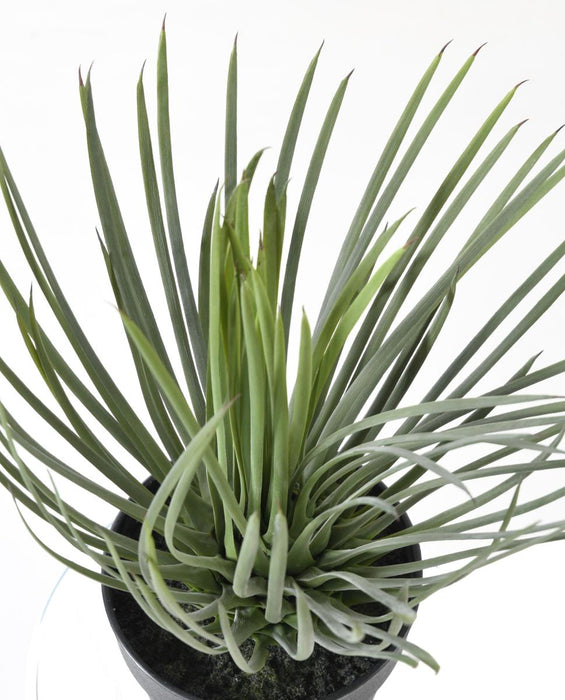 Konstgjord Växt Yucca Rostrata 40Cm För Dekoration