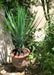 Konstgjord Växt Yucca Rostrata 60 Cm Grön