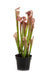 Konstgjord Sarracenia Köttätande Växt H.65Cm Lila