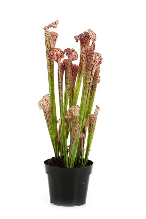 Konstgjord Sarracenia Köttätande Växt H.65Cm Lila