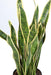 Konstgjord Sansevieria Växt 93Cm Inredning