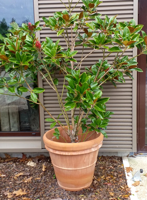 Benocci Terracotta Pot Ø.70 Cm Frostbeständig