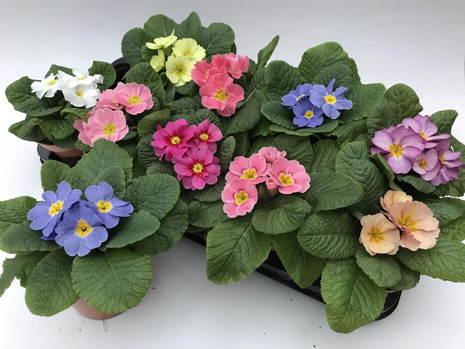 Färgglad Primrose Mix H15Cm