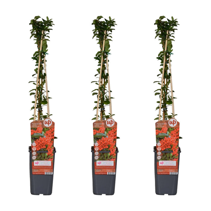 Pyracantha Coccinea 'Red Column' - Set Om 3