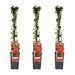 Pyracantha Coccinea 'Red Column' - Set Om 3