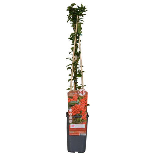 Pyracantha Coccinea 'Red Column' - Set Om 3