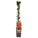 Pyracantha Coccinea 'Red Column' - Set Om 3