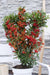 Pyracantha Coccinea 'Red Star'