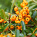 Pyracantha Coccinea Sunny Star - Set Om 2