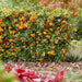 Pyracantha Coccinea Sunny Star - Set Om 2