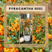 Pyracantha Coccinea Sunny Star - Set Om 2