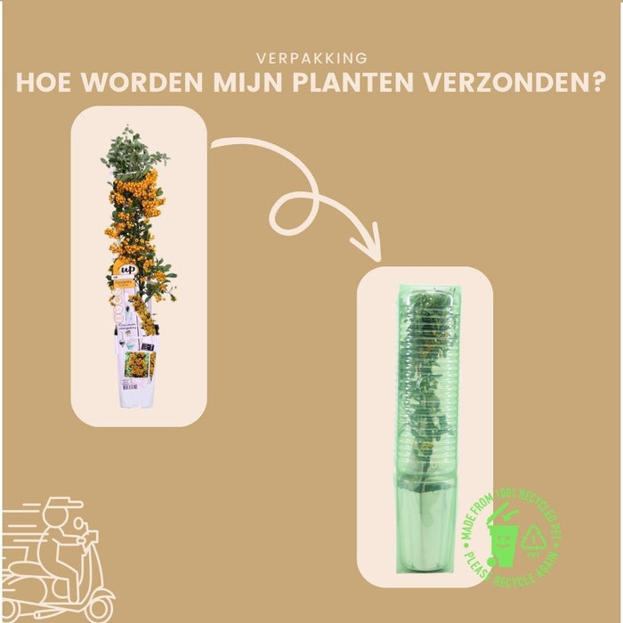 Pyracantha Coccinea Sunny Star - Set Om 2