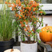 Pyracantha Coccinea Sunny Star - Set Om 2