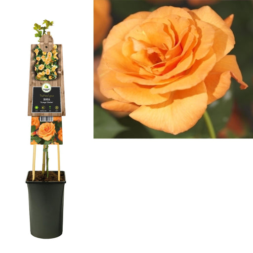 Rose Bush Orange D17Cm H75Cm