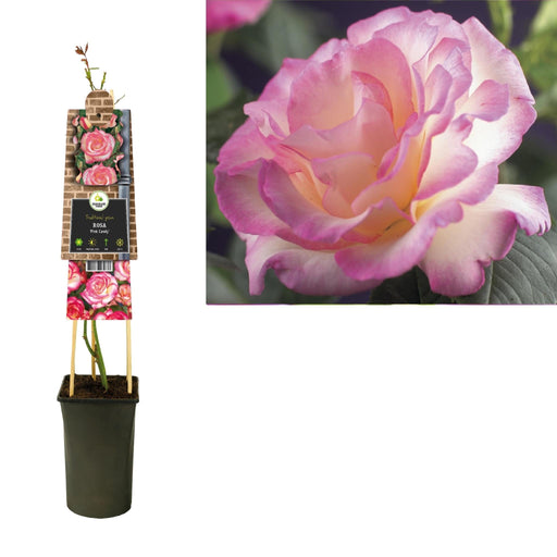 Rosa Candy Rose Bush D17Cm H75Cm