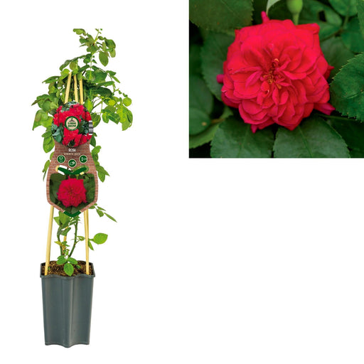 Romantisk Queen Rose Bush D15Cm H65Cm