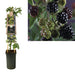 Rubus 'Thornless Evergreen' +3,0 Etikett - Ø17Cm - ↕75Cm