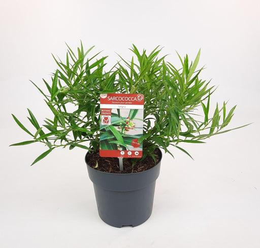 Willow Leaf Sarcococci - ↨25Cm - Ø17Cm - Häckväxt