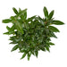 Sarcococci 'Winter Gem'® - ↨25Cm - Ø19Cm - Hedge Plant