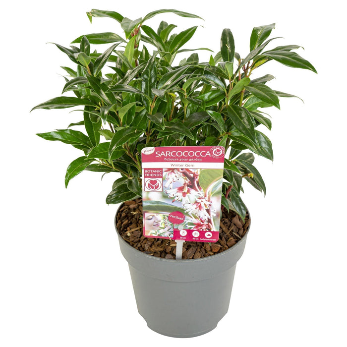 Sarcococci 'Winter Gem'® - ↨25Cm - Ø19Cm - Hedge Plant