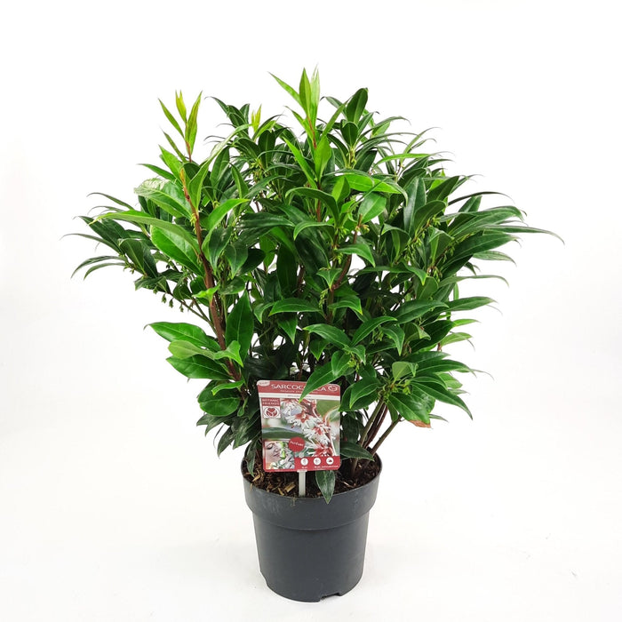 Sarcococci 'Winter Gem'® - ↨25Cm - Ø19Cm - Hedge Plant