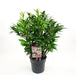 Sarcococci 'Winter Gem'® - ↨25Cm - Ø19Cm - Hedge Plant