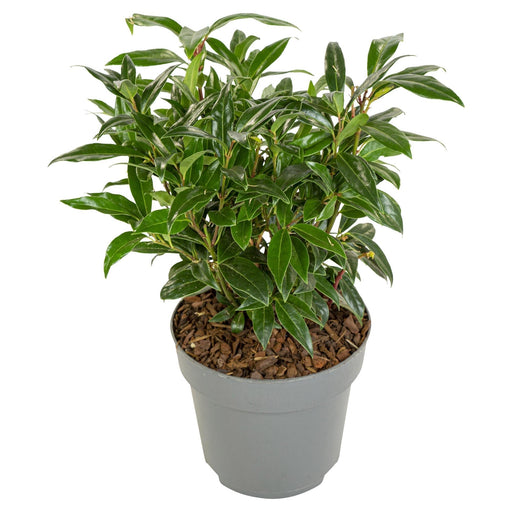 Sarcococci 'Winter Gem'® - ↨25Cm - Ø19Cm - Hedge Plant