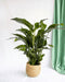 Vit Spathiphyllum