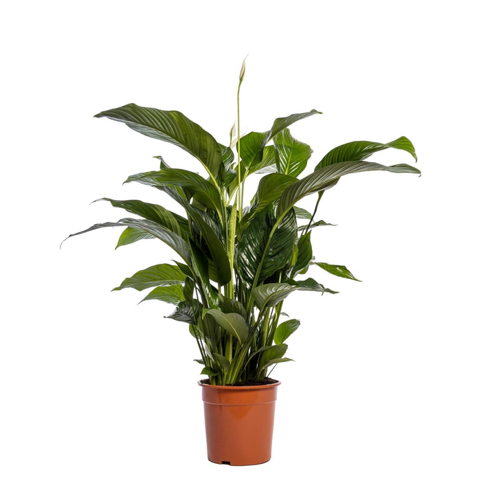 Vit Spathiphyllum